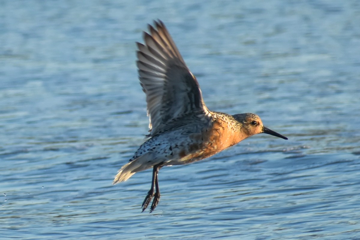 Red Knot - ML161382531