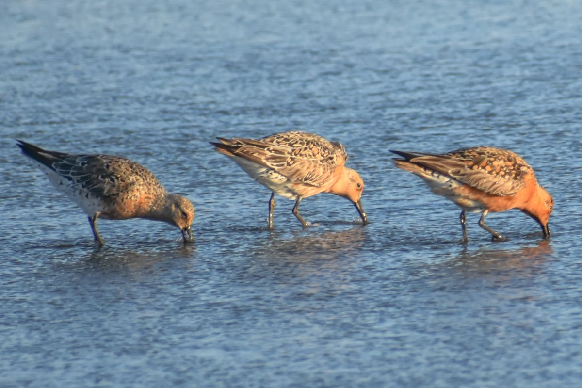 Red Knot - ML161382551