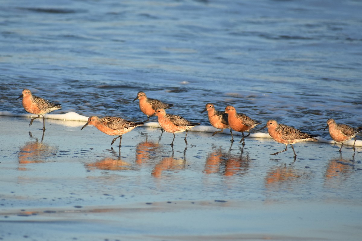 Red Knot - ML161382611