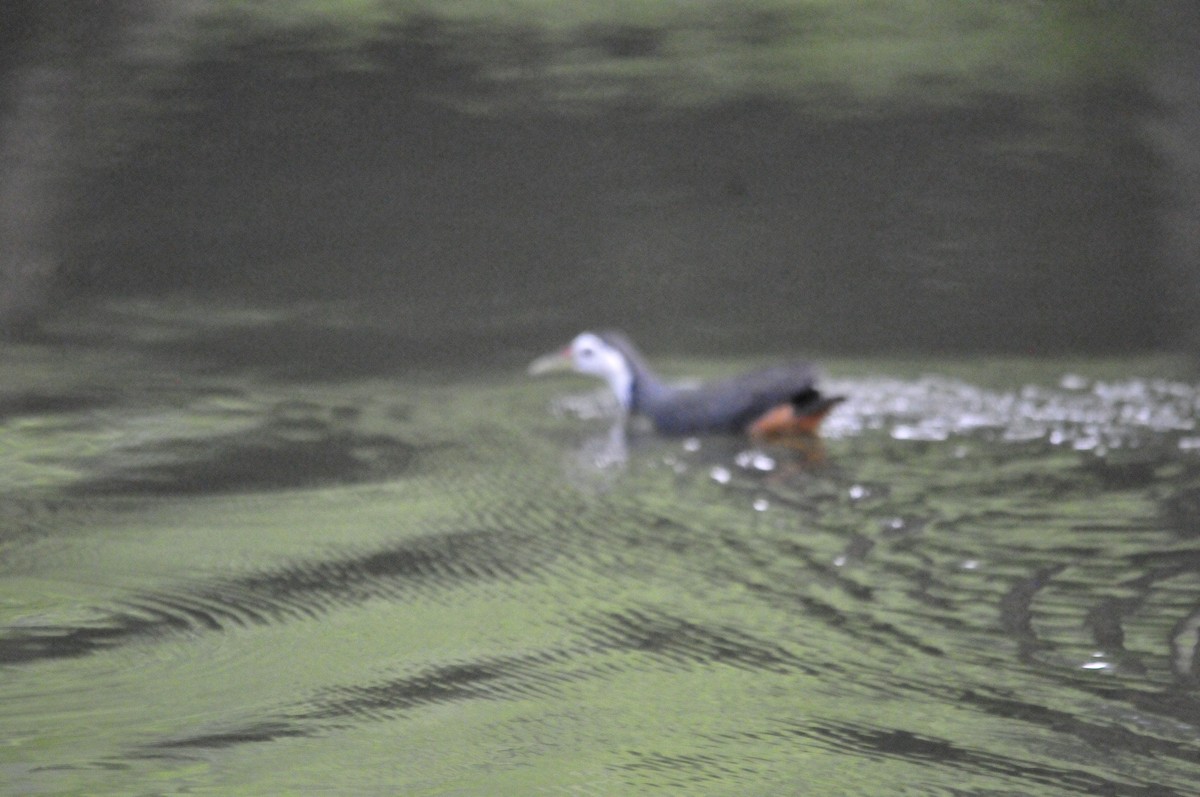 White-breasted Waterhen - ML161383931
