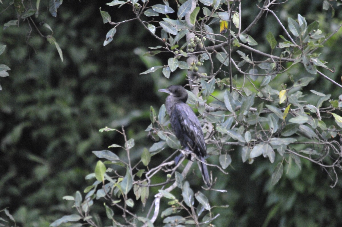 Little Cormorant - ML161384011