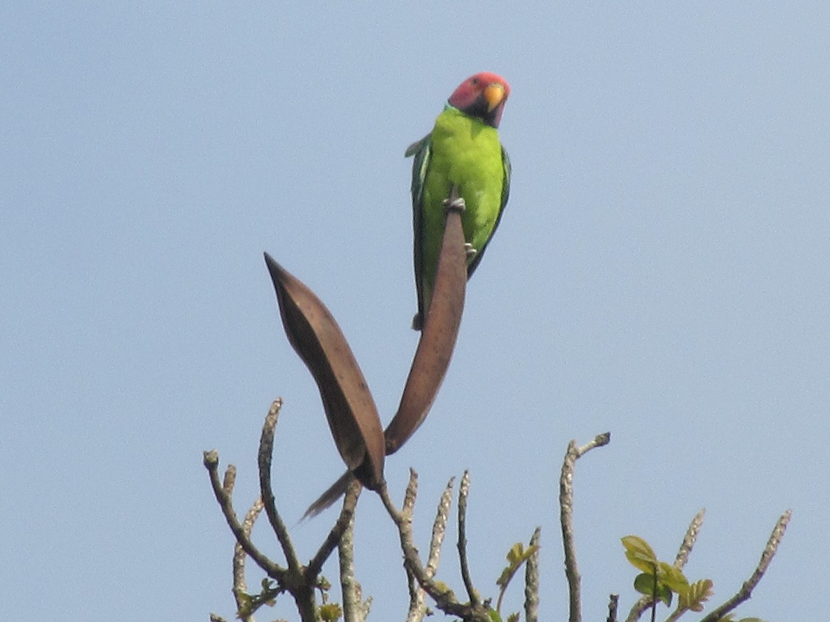 Plum-headed Parakeet - ML161384281