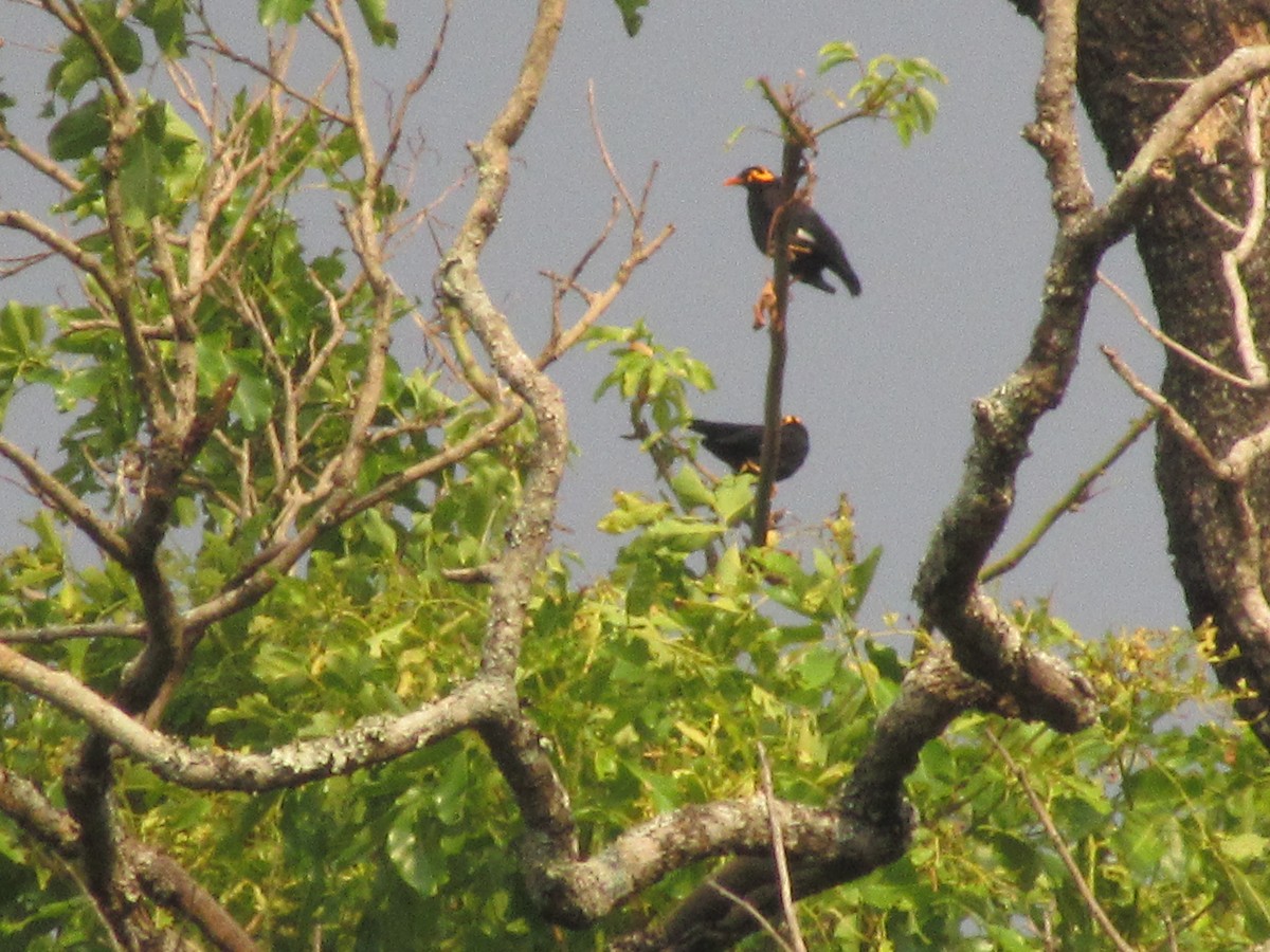 Southern Hill Myna - ML161386091