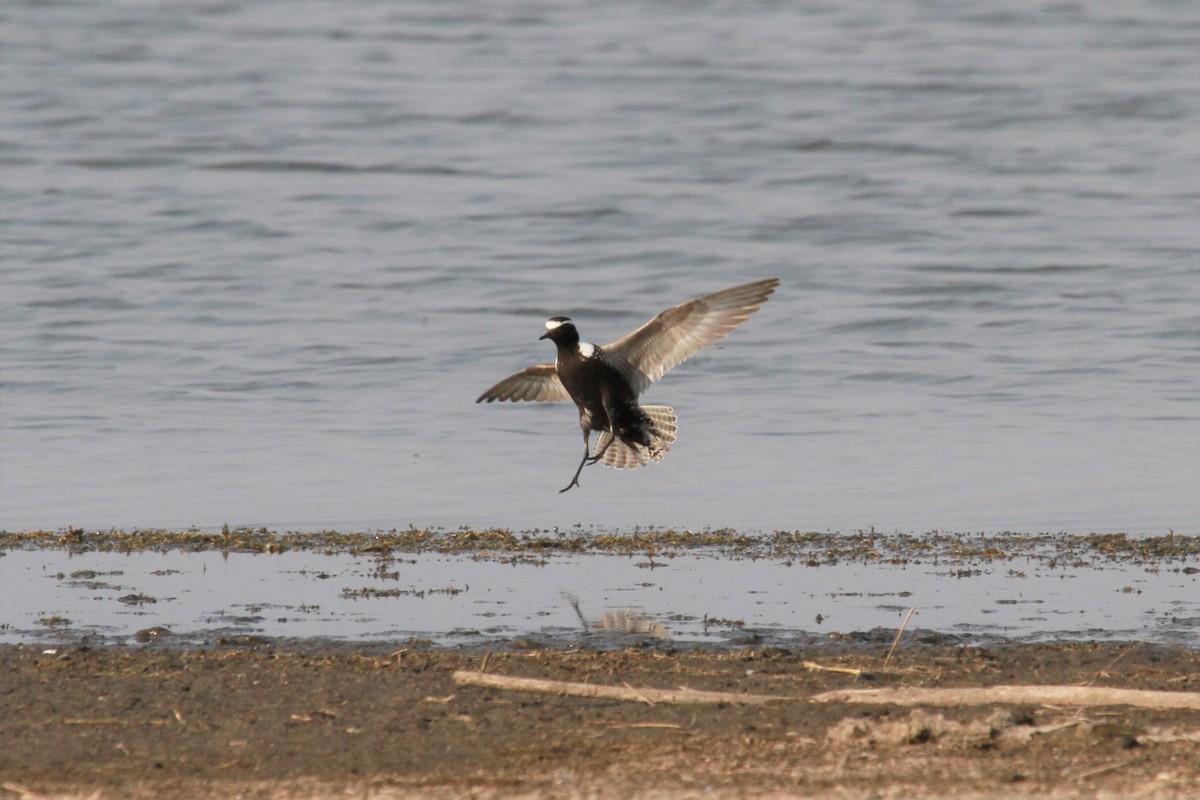 American Golden-Plover - Geoffrey Urwin