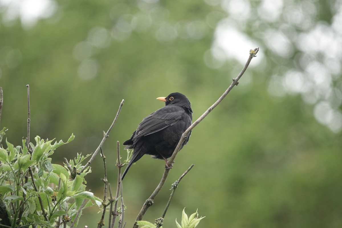 Eurasian Blackbird - David Schroder