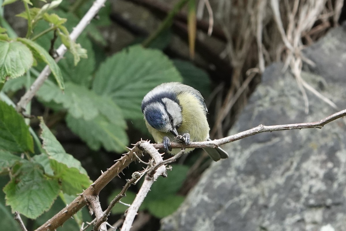 Eurasian Blue Tit - ML161388571