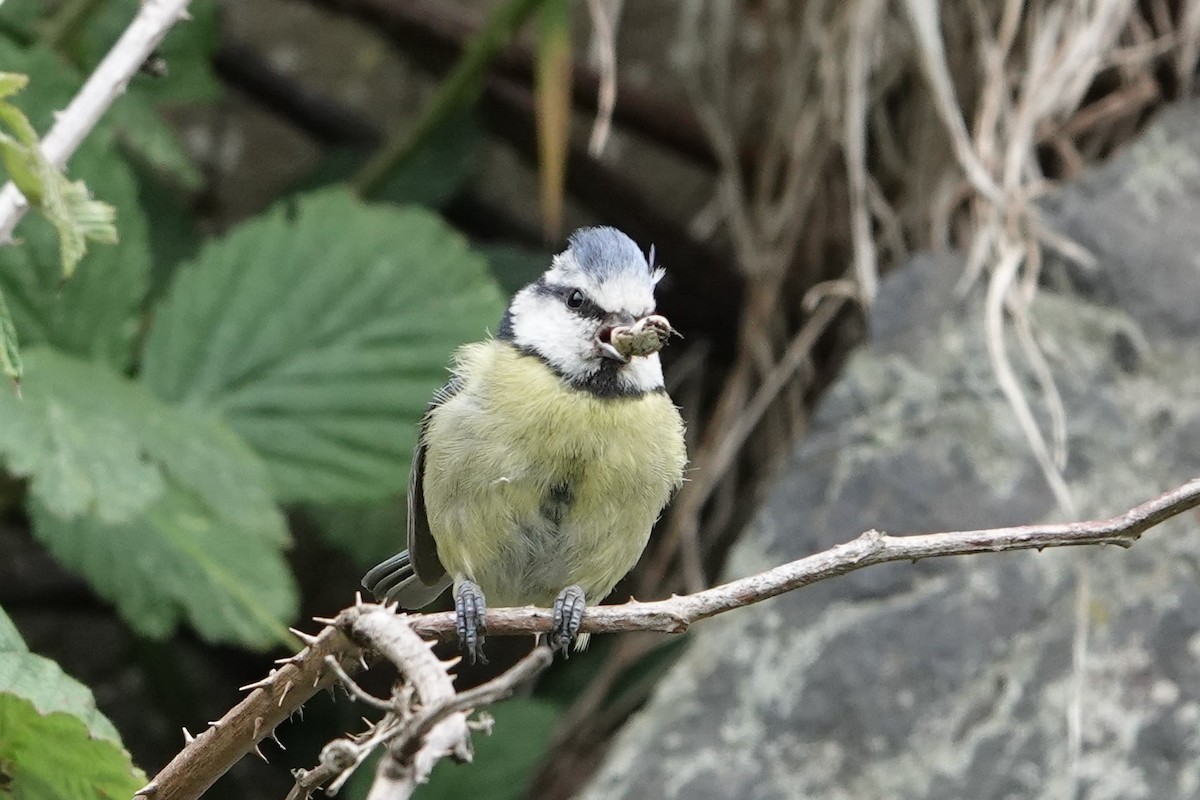 Eurasian Blue Tit - ML161388581