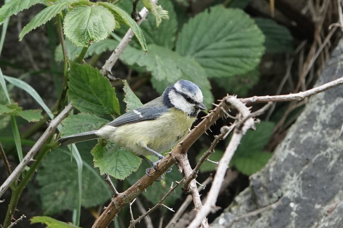 Eurasian Blue Tit - ML161388591