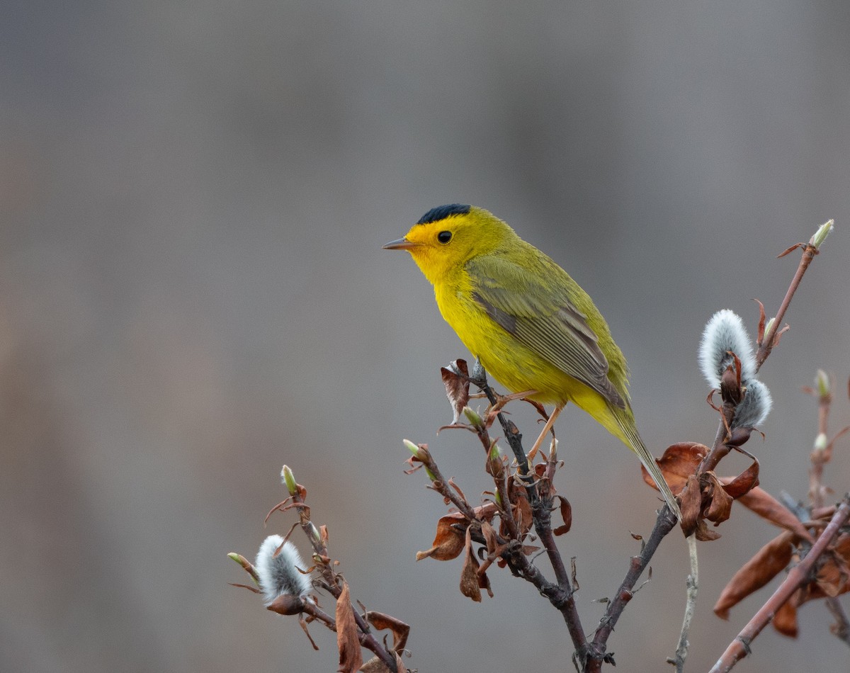 Wilson's Warbler - ML161389701