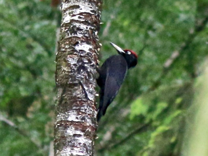 Black Woodpecker - Joost Foppes