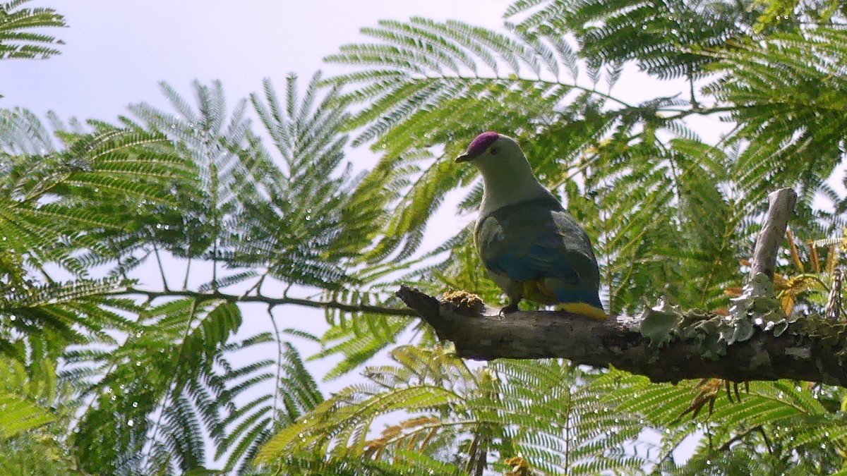 Crimson-crowned Fruit-Dove - ML161393331