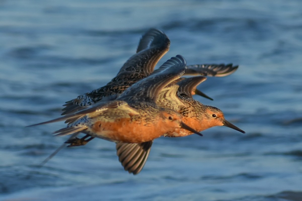 Red Knot - ML161393341