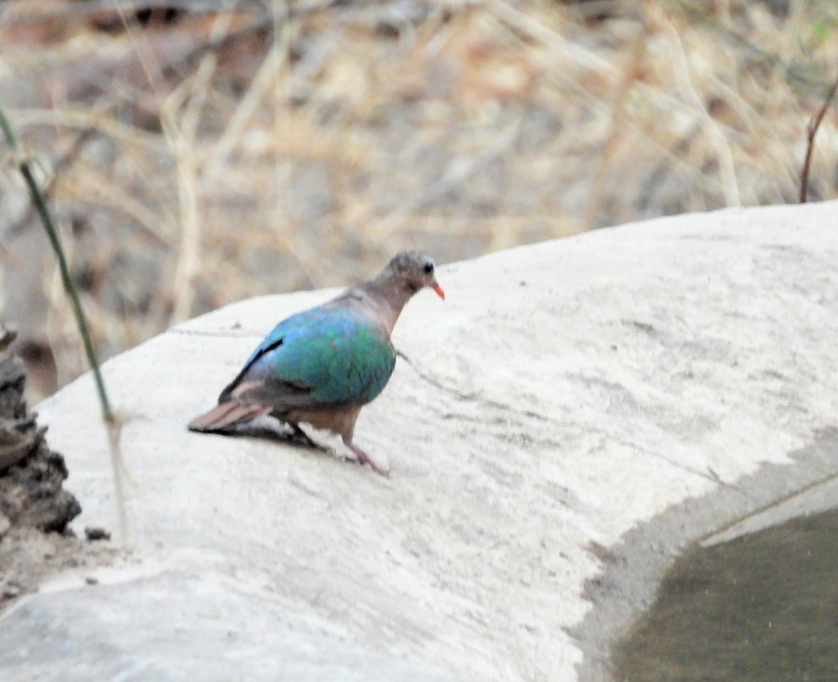 Asian Emerald Dove - ML161394081