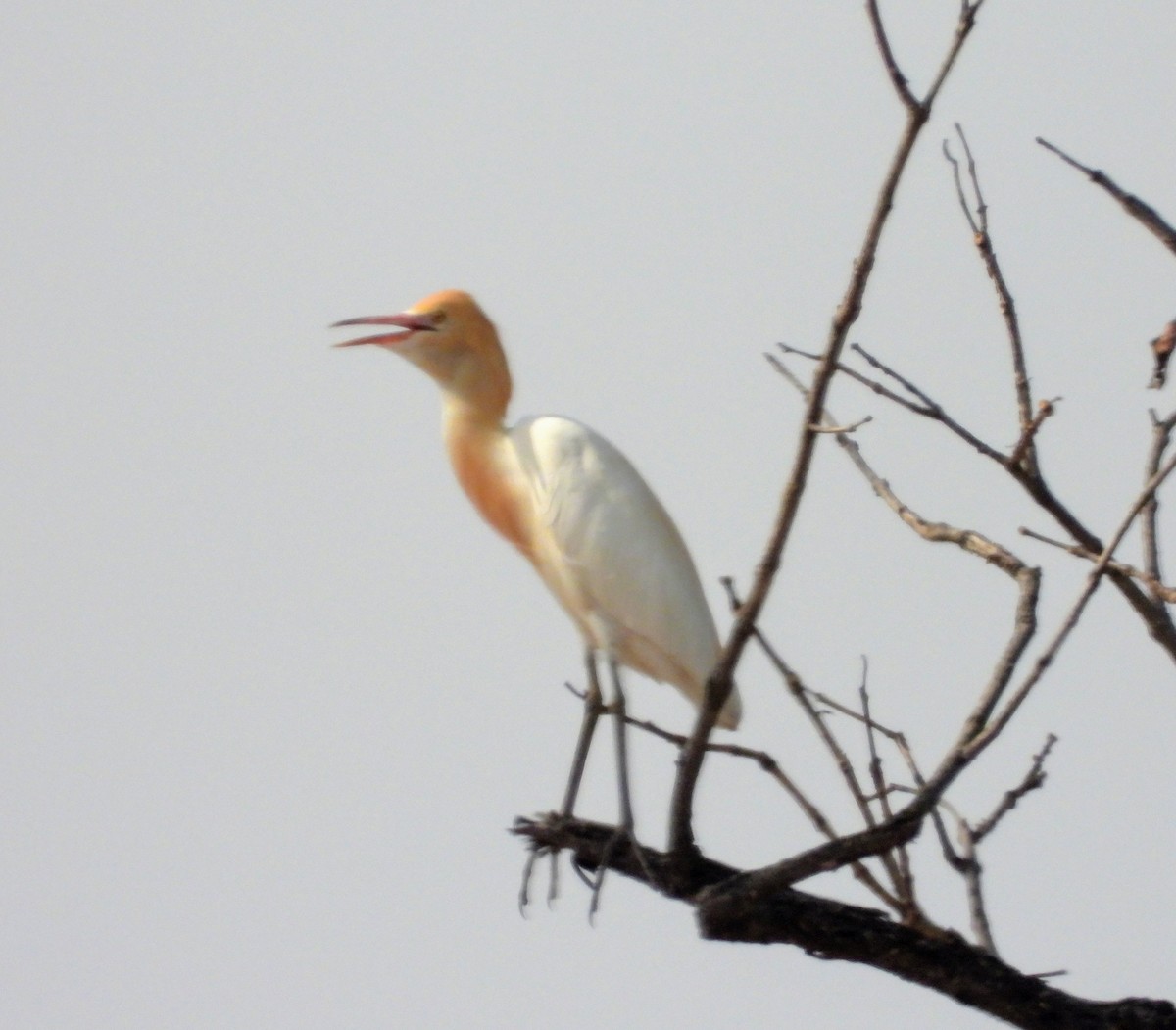 Eastern Cattle Egret - ML161394121