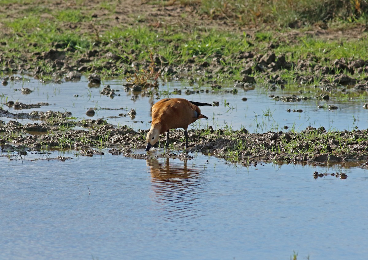 Ruddy Shelduck - ML161394411