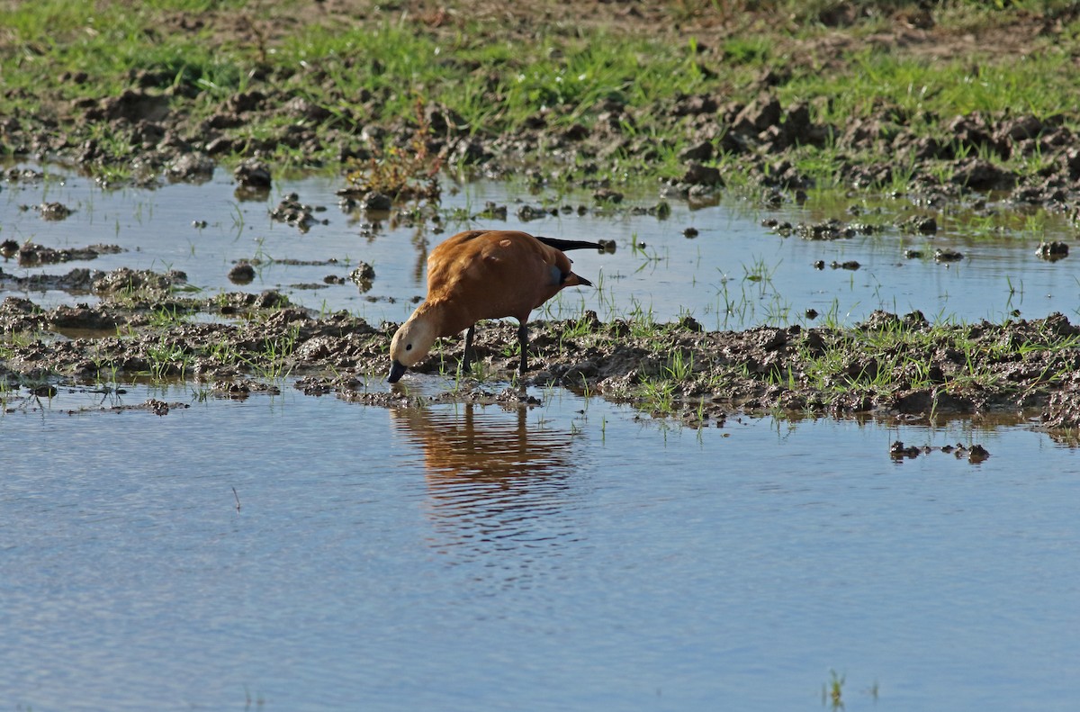 Ruddy Shelduck - ML161394421