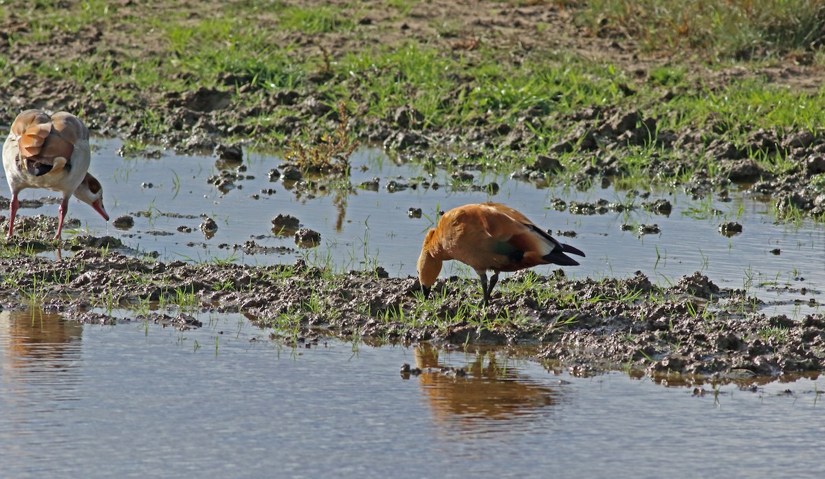 Ruddy Shelduck - ML161394441