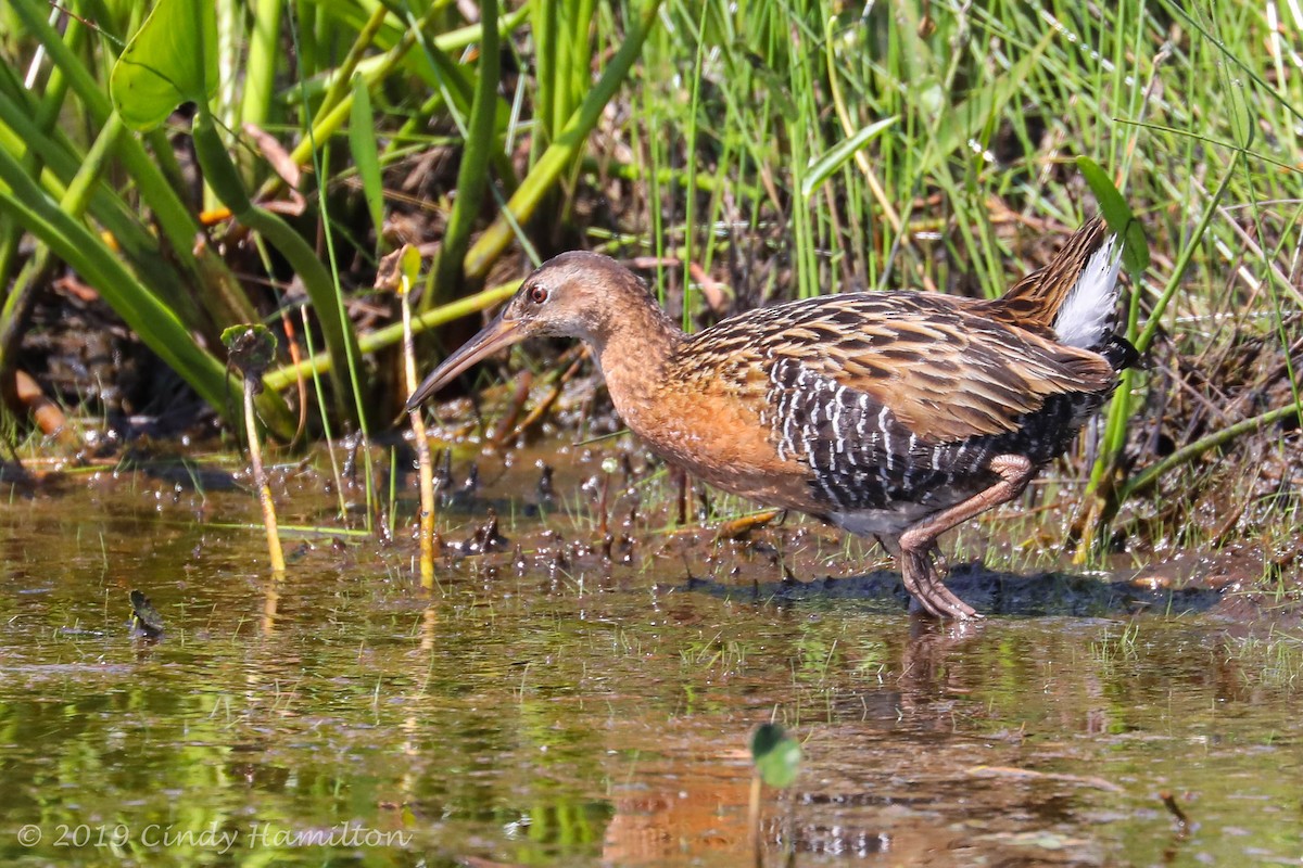 King Rail - Cindy Hamilton