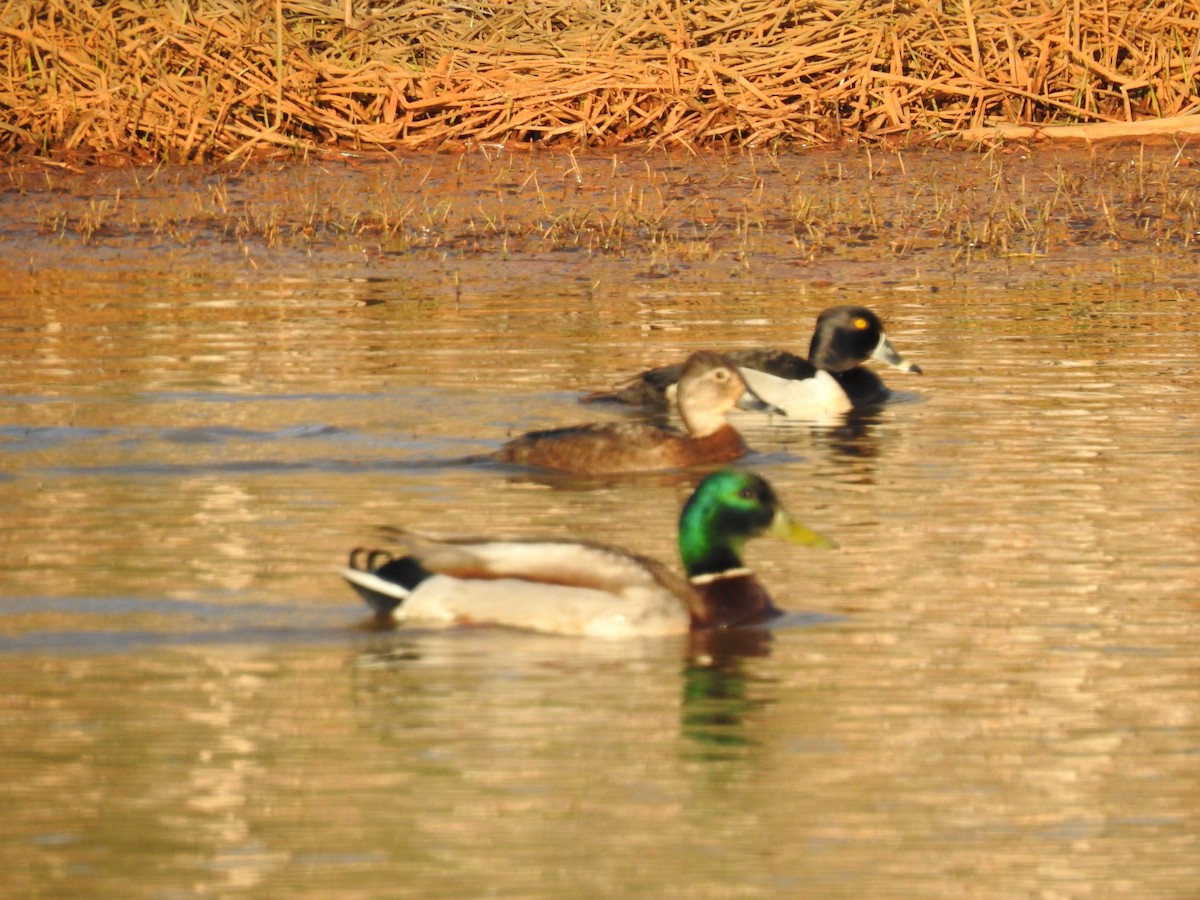 Canard colvert - ML161395871