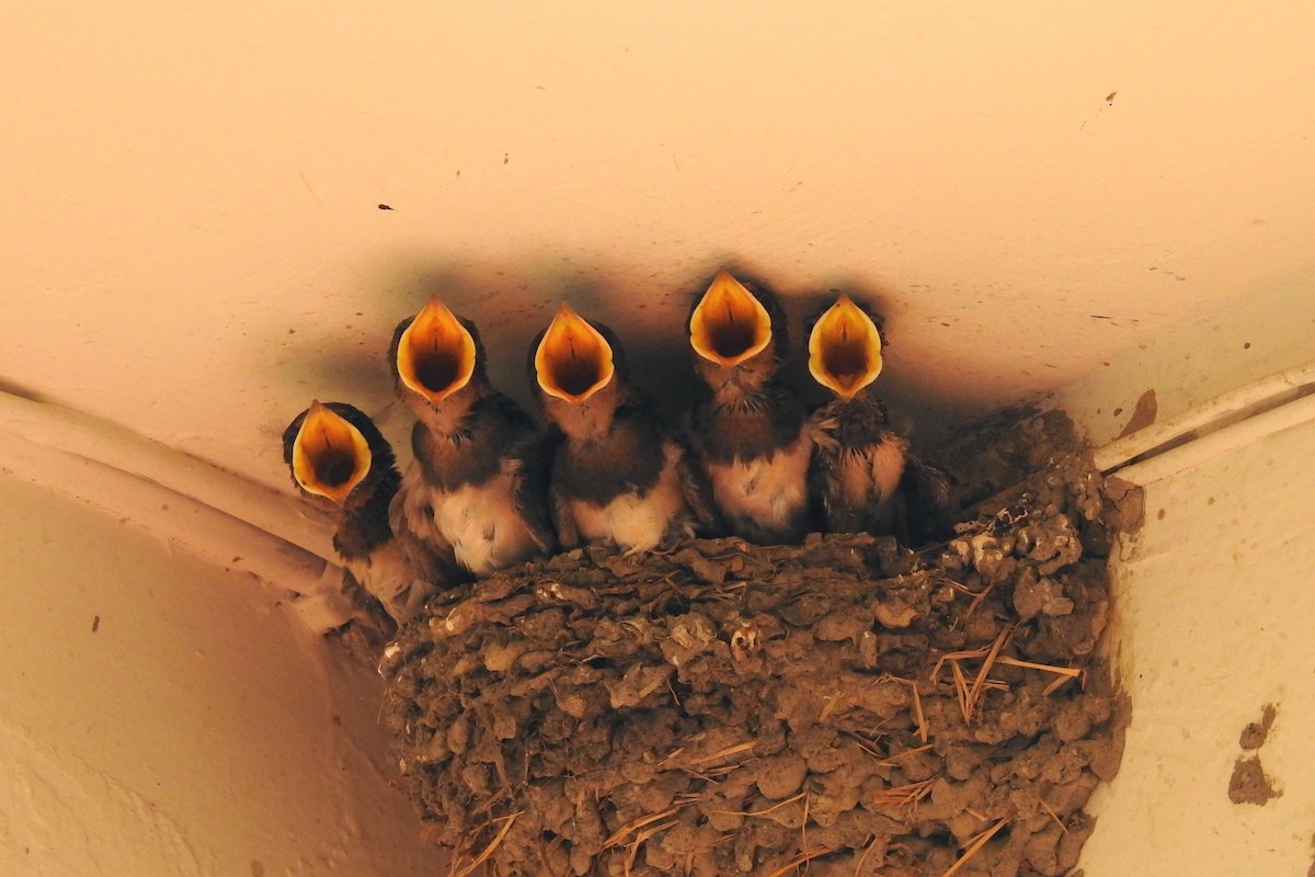 Barn Swallow - Chi-Lien (綺蓮) Hsueh (薛)