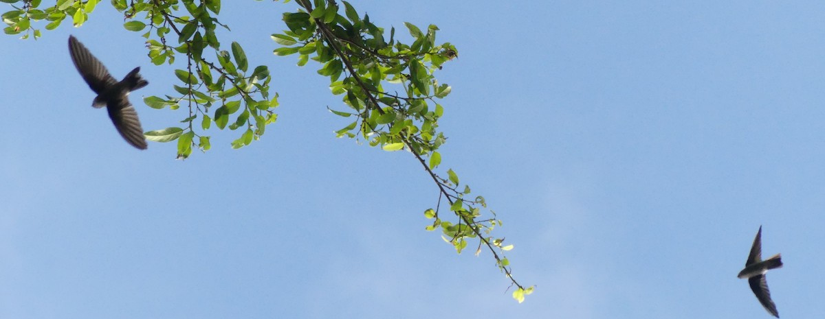 White-rumped Swiftlet - Diana Flora Padron Novoa