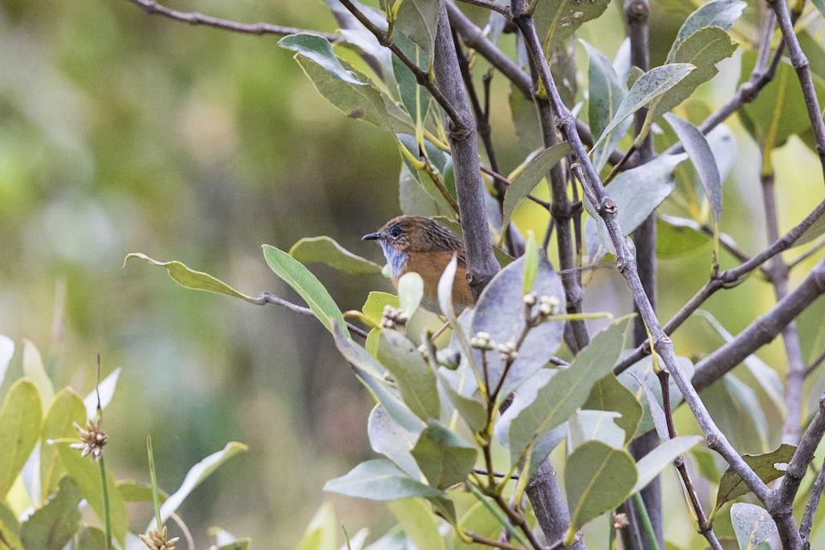 Southern Emuwren - ML161398171