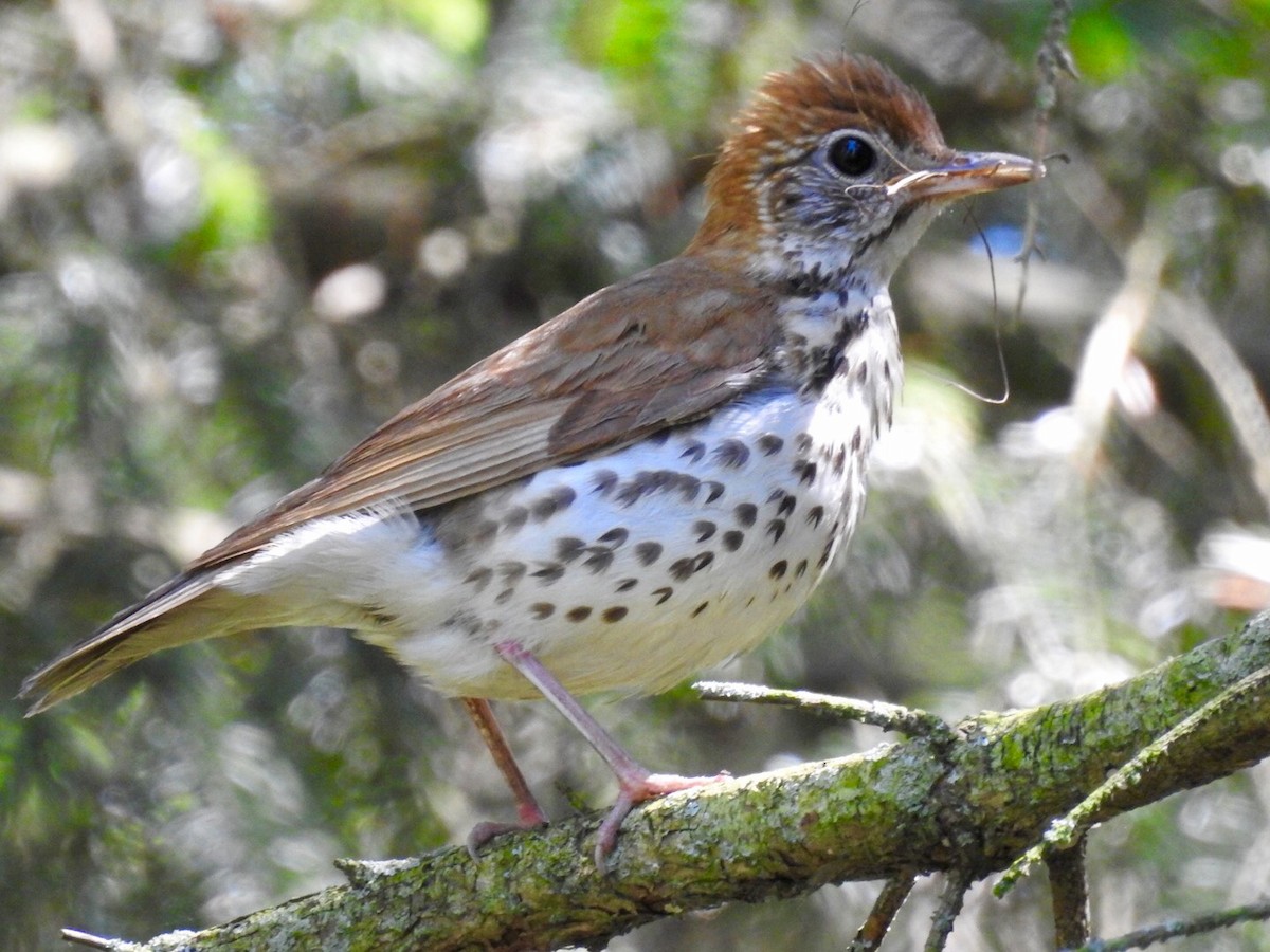 Wood Thrush - Candy Giles