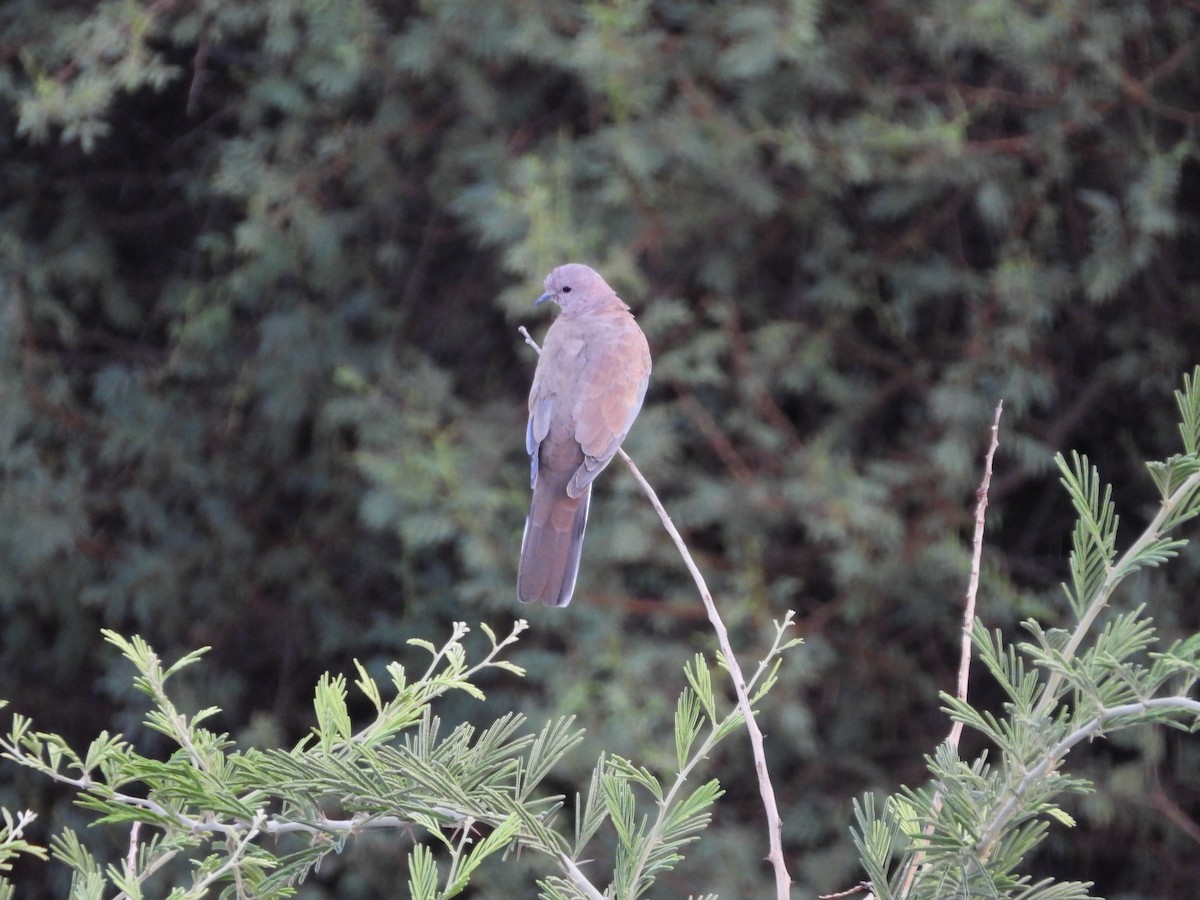 Tórtola Senegalesa - ML161399641