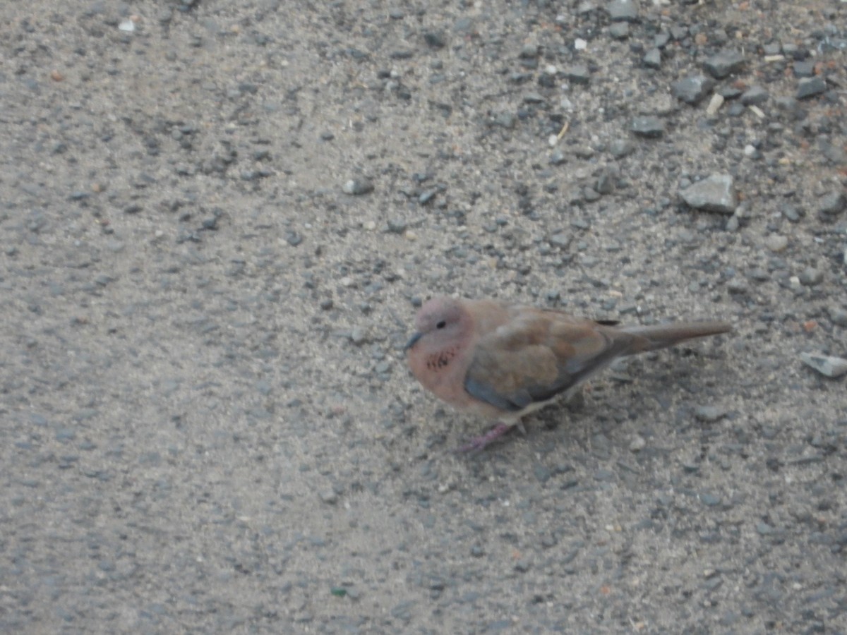 Laughing Dove - Kalpesh Gaitonde