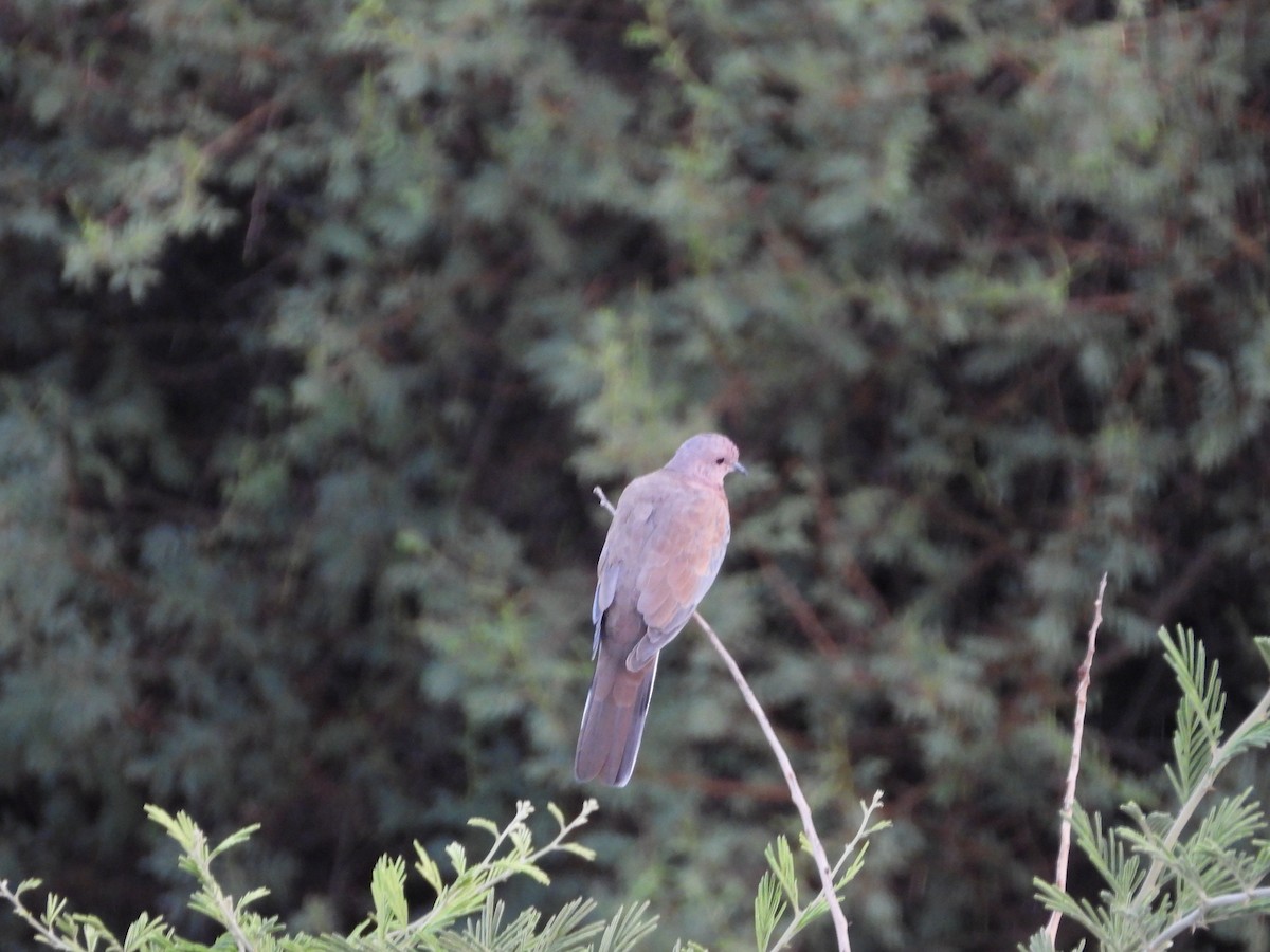 Tórtola Senegalesa - ML161399681