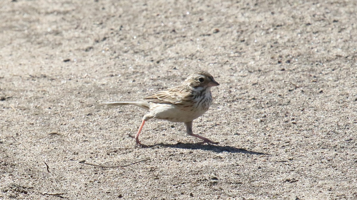 Vesper Sparrow - George Nassiopoulos