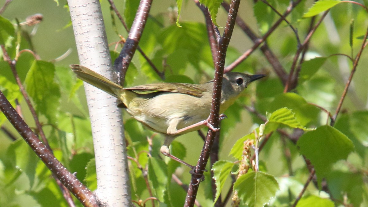 Paruline masquée - ML161400481