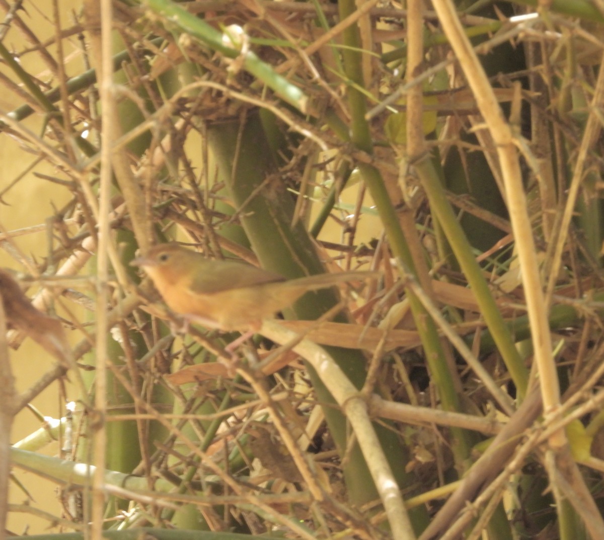 Common Tailorbird - Kalpesh Gaitonde