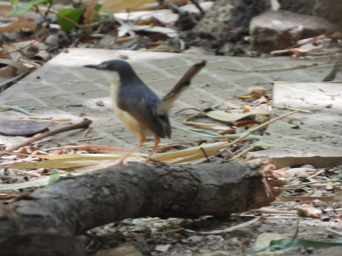 Ashy Prinia - ML161400711