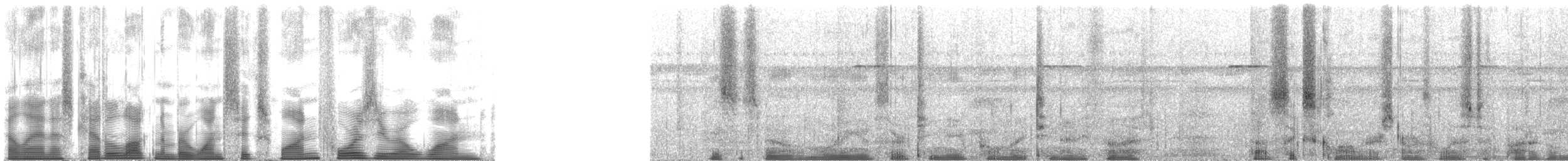 Conopophage capucin - ML161401