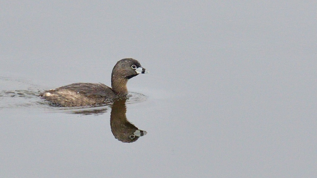 Pied-billed Grebe - ML161402121