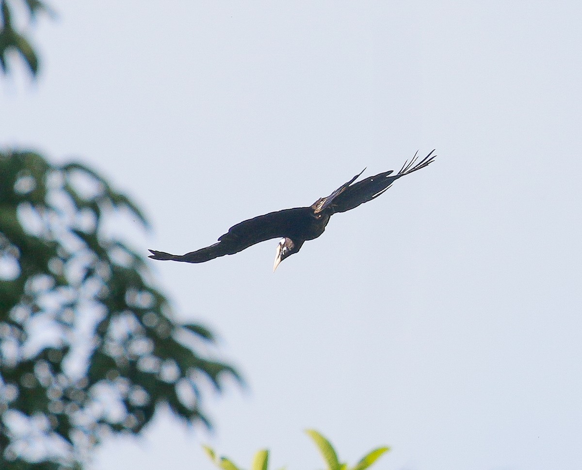 Bushy-crested Hornbill - ML161402281