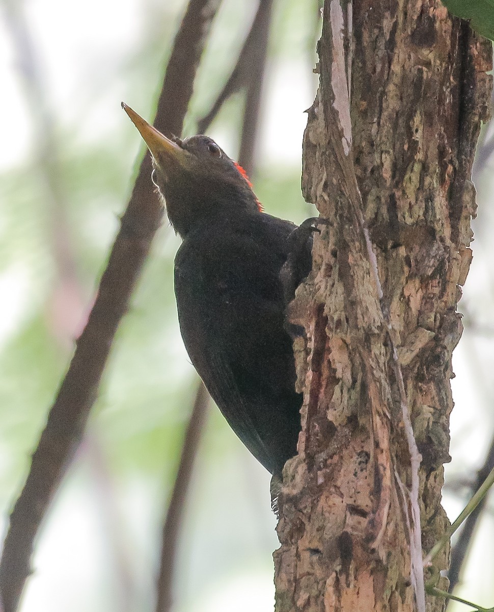 Maroon Woodpecker - ML161402341