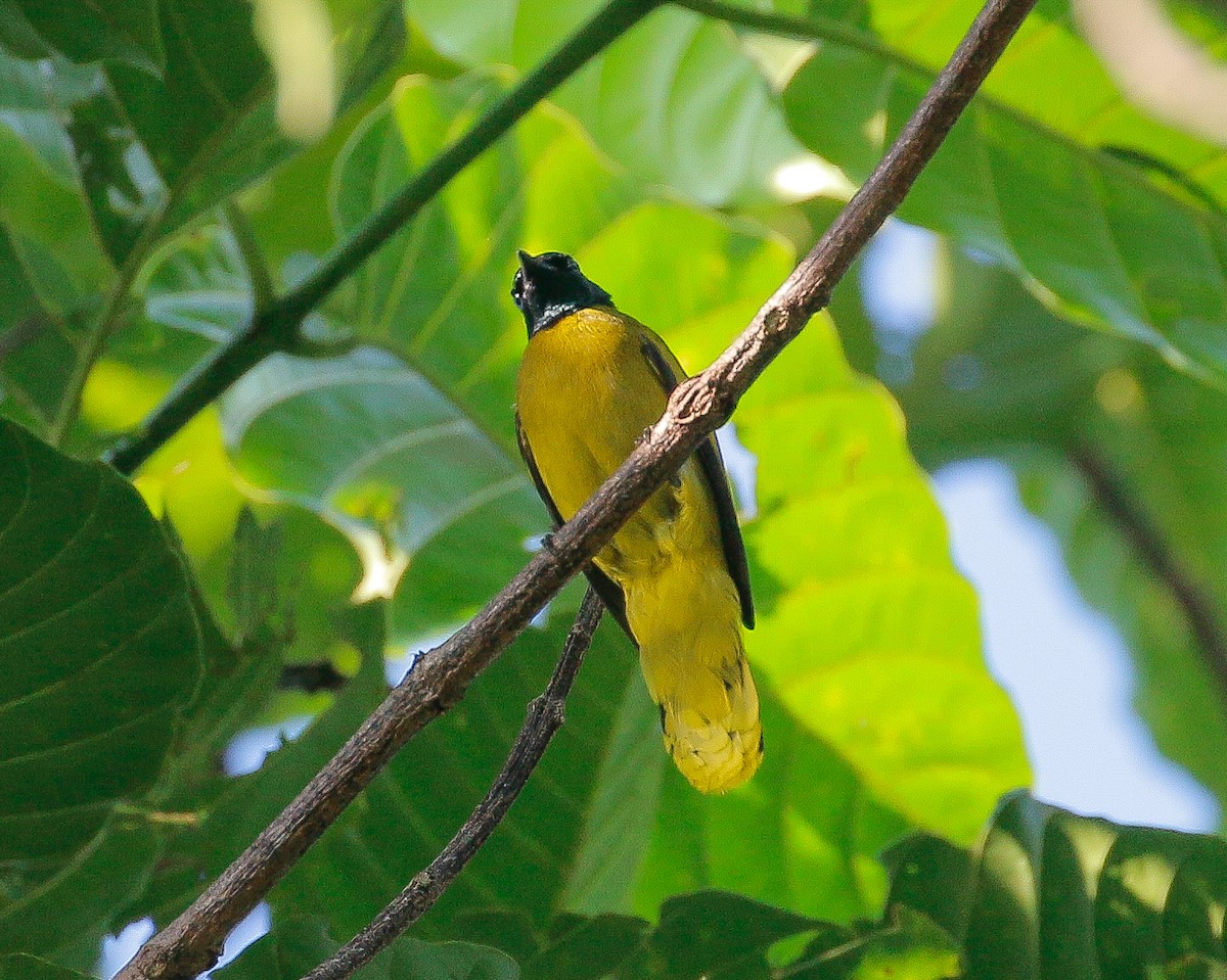 Bulbul Cabecinegro - ML161402421