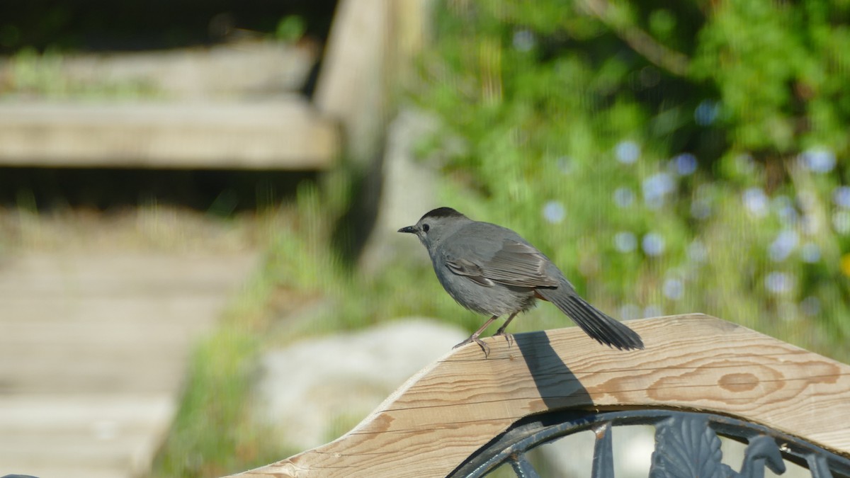 ימימן אמריקני - ML161402611