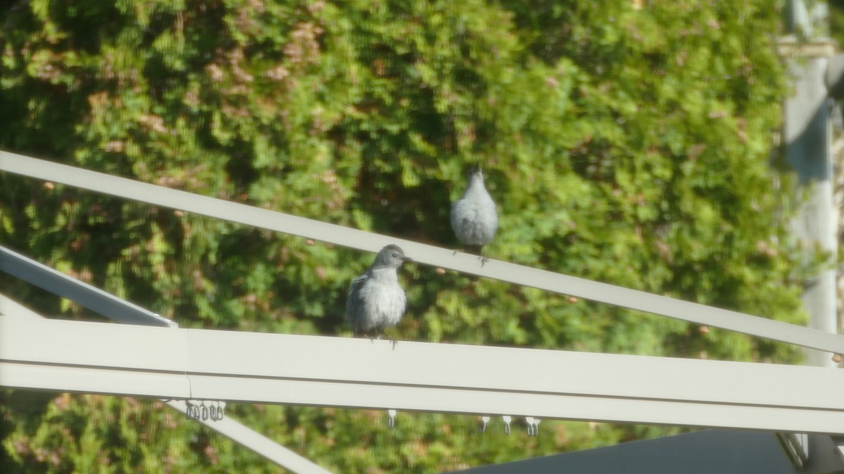 ימימן אמריקני - ML161402621