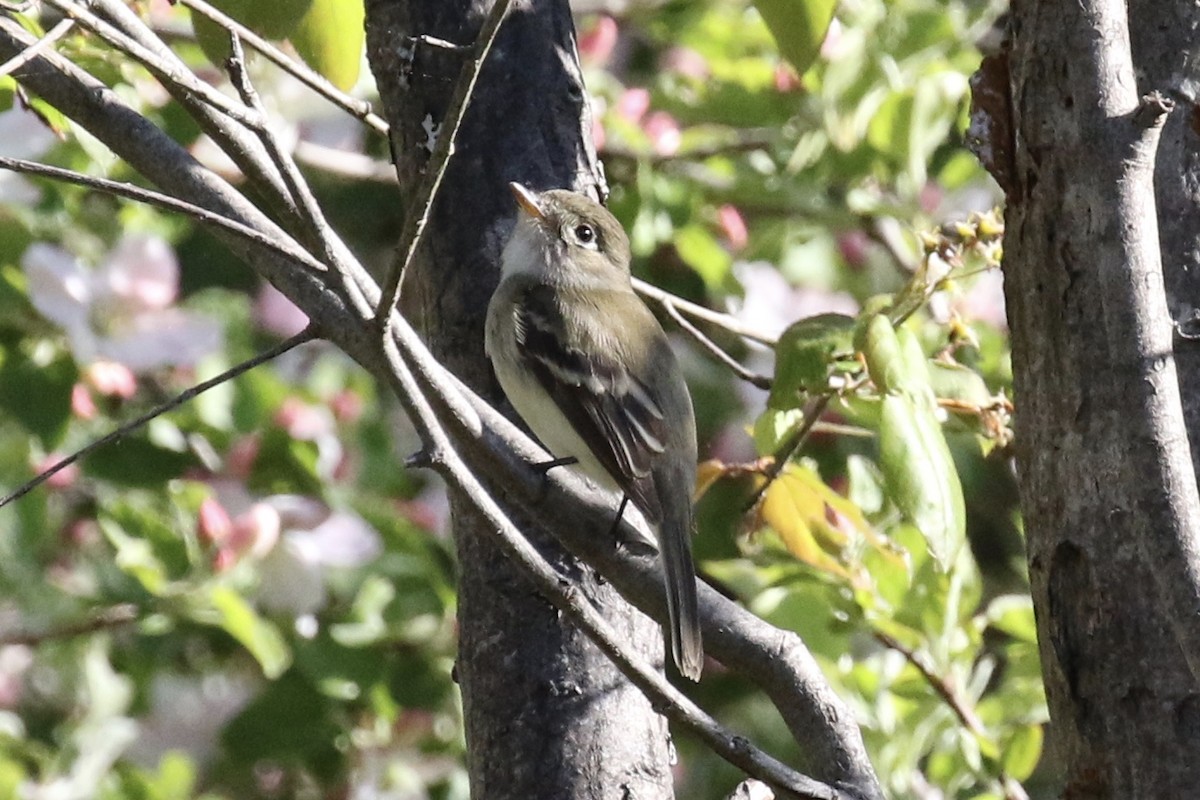 Mosquero Mínimo - ML161404311