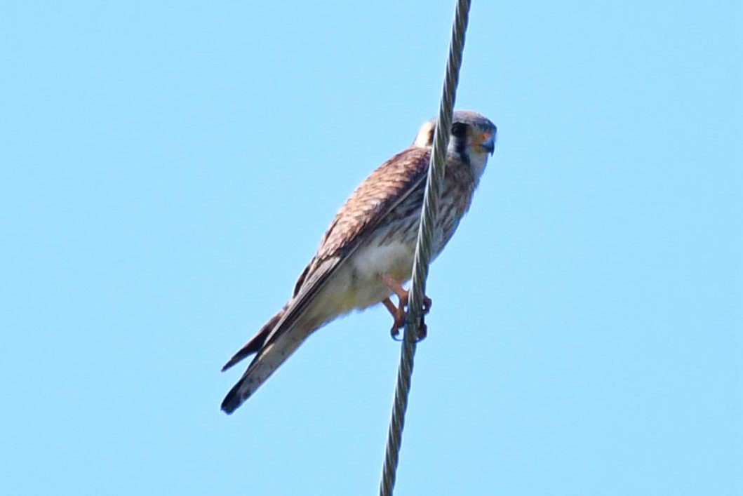 American Kestrel (Southeastern) - Jim Collins