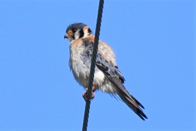 American Kestrel (Southeastern) - Jim Collins