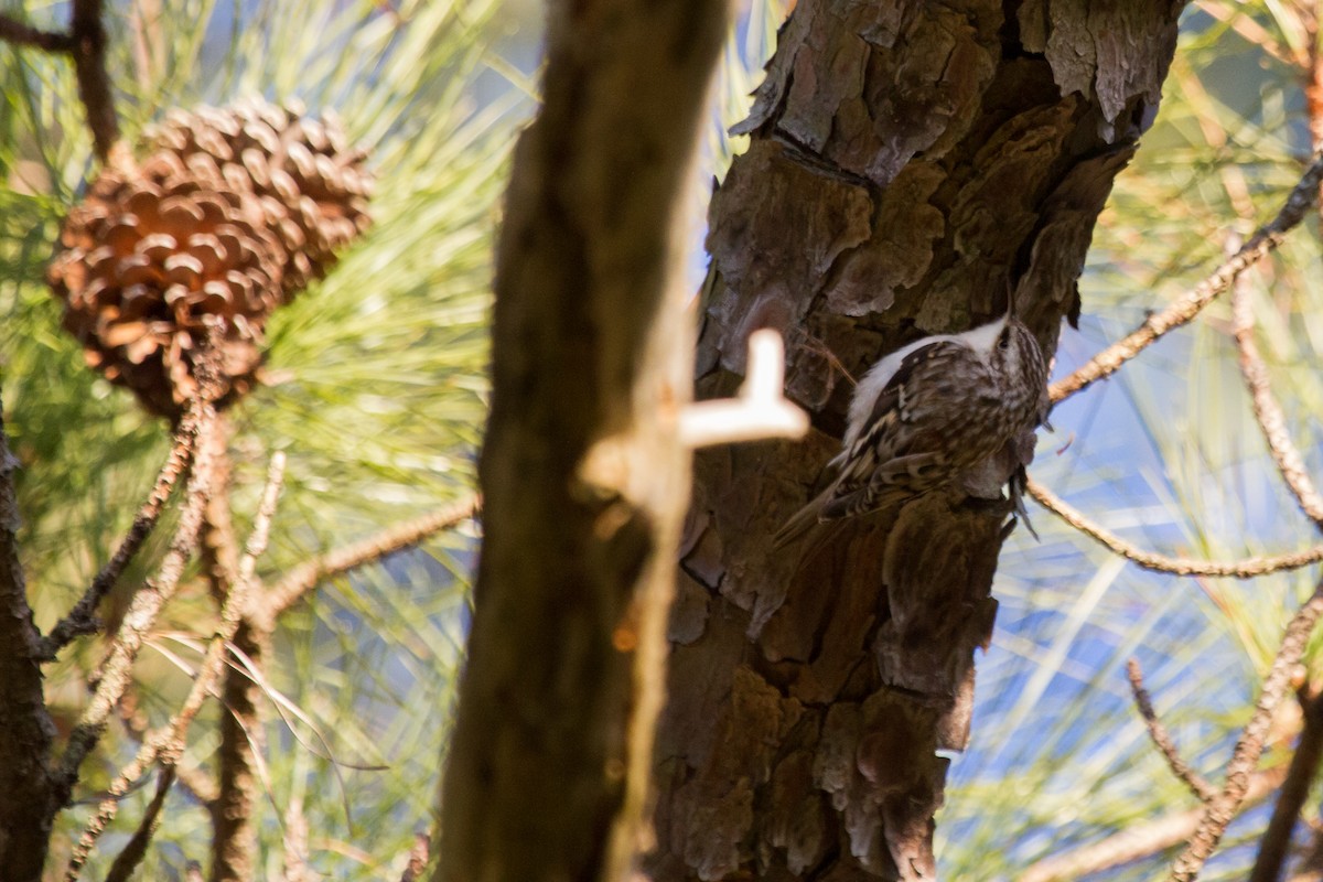 Brown Creeper - ML161405921