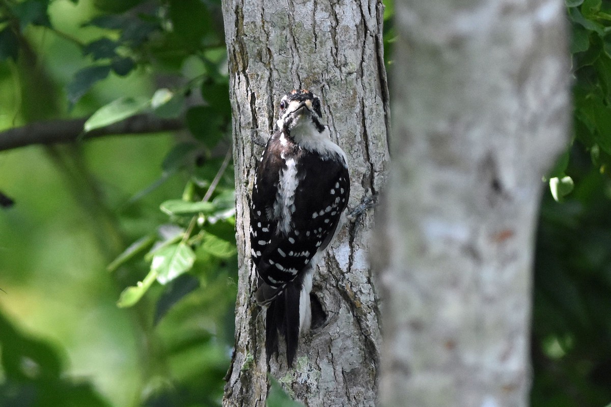 Hairy Woodpecker - Robert Dobbs