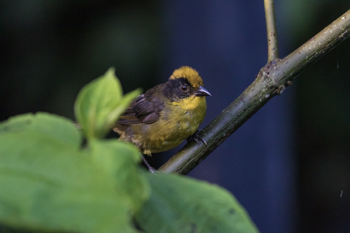 Tricolored Brushfinch - Stefan Hirsch