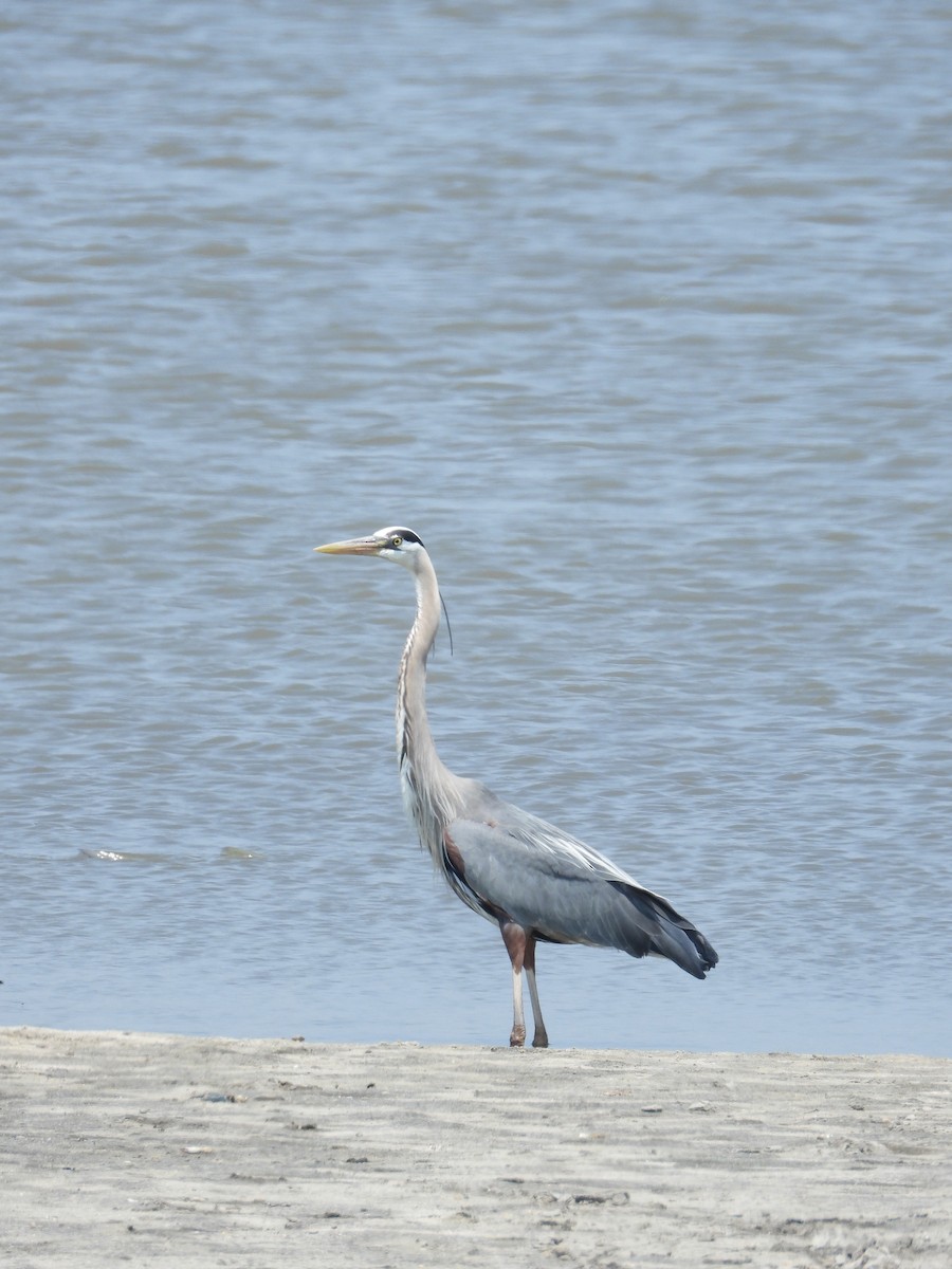 Great Blue Heron - ML161407321