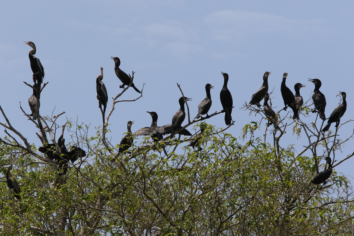 Great Cormorant - Olivier Langrand