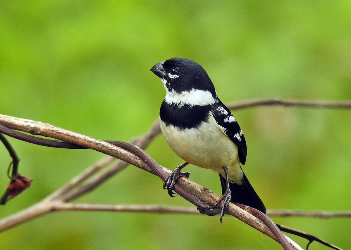 Morelet's Seedeater - Romel Romero